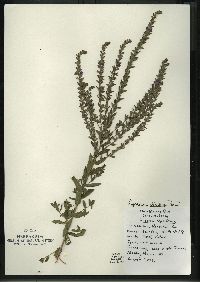 Lythrum alatum var. alatum image