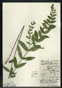 Scutellaria galericulata image