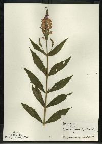 Physostegia virginiana subsp. virginiana image