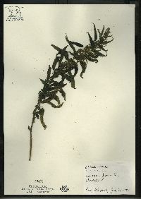 Urtica gracilis image