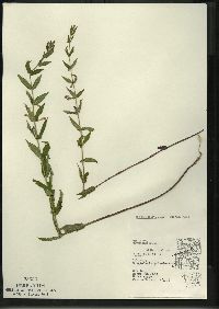 Scutellaria galericulata image