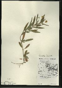 Lysimachia lanceolata image