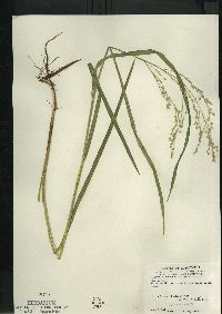 Glyceria canadensis image