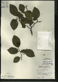 Alnus incana subsp. rugosa image