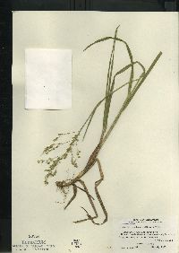 Glyceria canadensis image