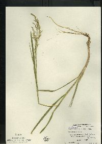 Glyceria canadensis image