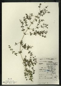 Galium asprellum image