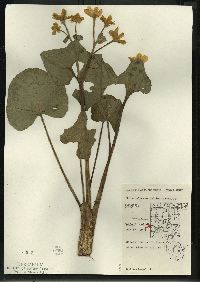 Caltha palustris image