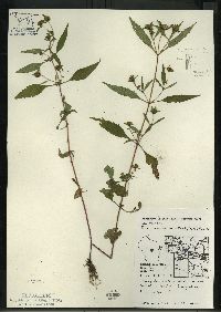 Bidens connata image