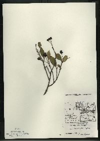 Aronia melanocarpa image