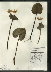 Caltha palustris image