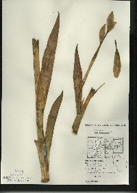 Iris pseudacorus image