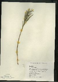 Dulichium arundinaceum var. arundinaceum image