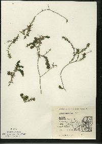 Elodea canadensis image