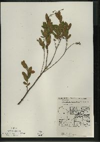 Chamaedaphne calyculata image