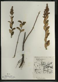 Spiraea tomentosa image