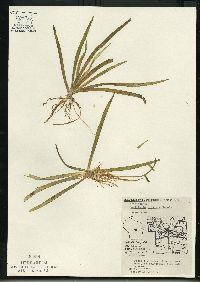 Sagittaria cristata image