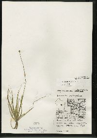 Eriocaulon aquaticum image