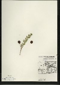 Vaccinium macrocarpon image