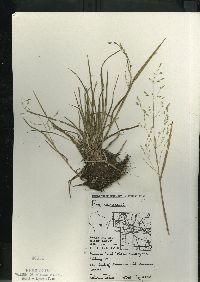 Poa alsodes image