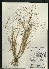 Panicum capillare subsp. capillare image