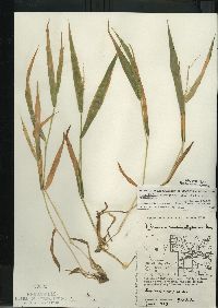 Dichanthelium xanthophysum image