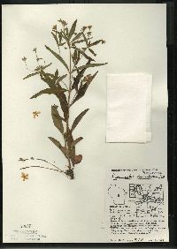 Lysimachia lanceolata image