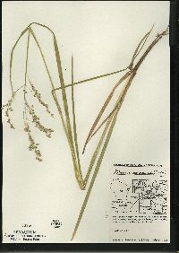 Glyceria canadensis image