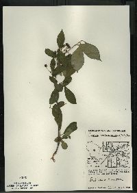 Aronia melanocarpa image