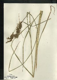 Scirpus atrocinctus image