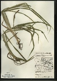 Scirpus hattorianus image