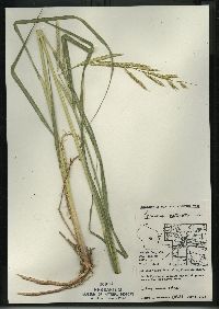 Spartina pectinata image