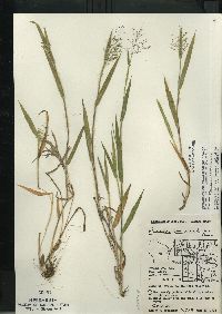 Dichanthelium villosissimum var. praecocius image