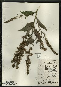 Solidago patula image