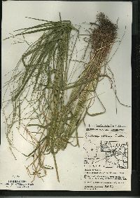 Festuca subverticillata image