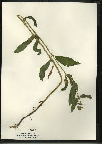 Stachys tenuifolia image