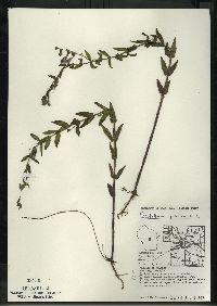 Scutellaria galericulata image