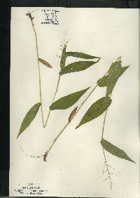 Dichanthelium latifolium image