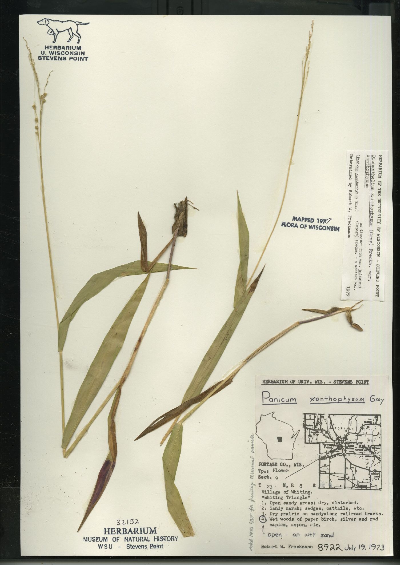 Dichanthelium xanthophysum image