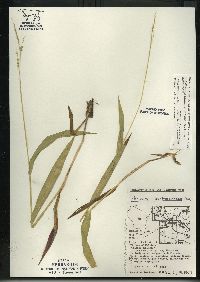 Dichanthelium xanthophysum image