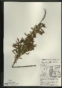 Spiraea alba image