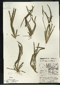 Vallisneria americana image