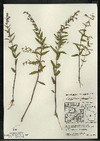 Scutellaria galericulata image