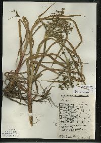 Scirpus microcarpus image