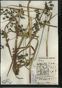 Scirpus microcarpus image