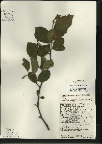 Alnus incana subsp. rugosa image