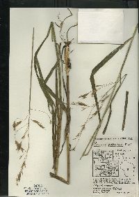 Bromus nottowayanus image