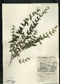 Scutellaria galericulata image