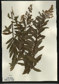 Spiraea alba image