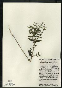 Scutellaria galericulata image